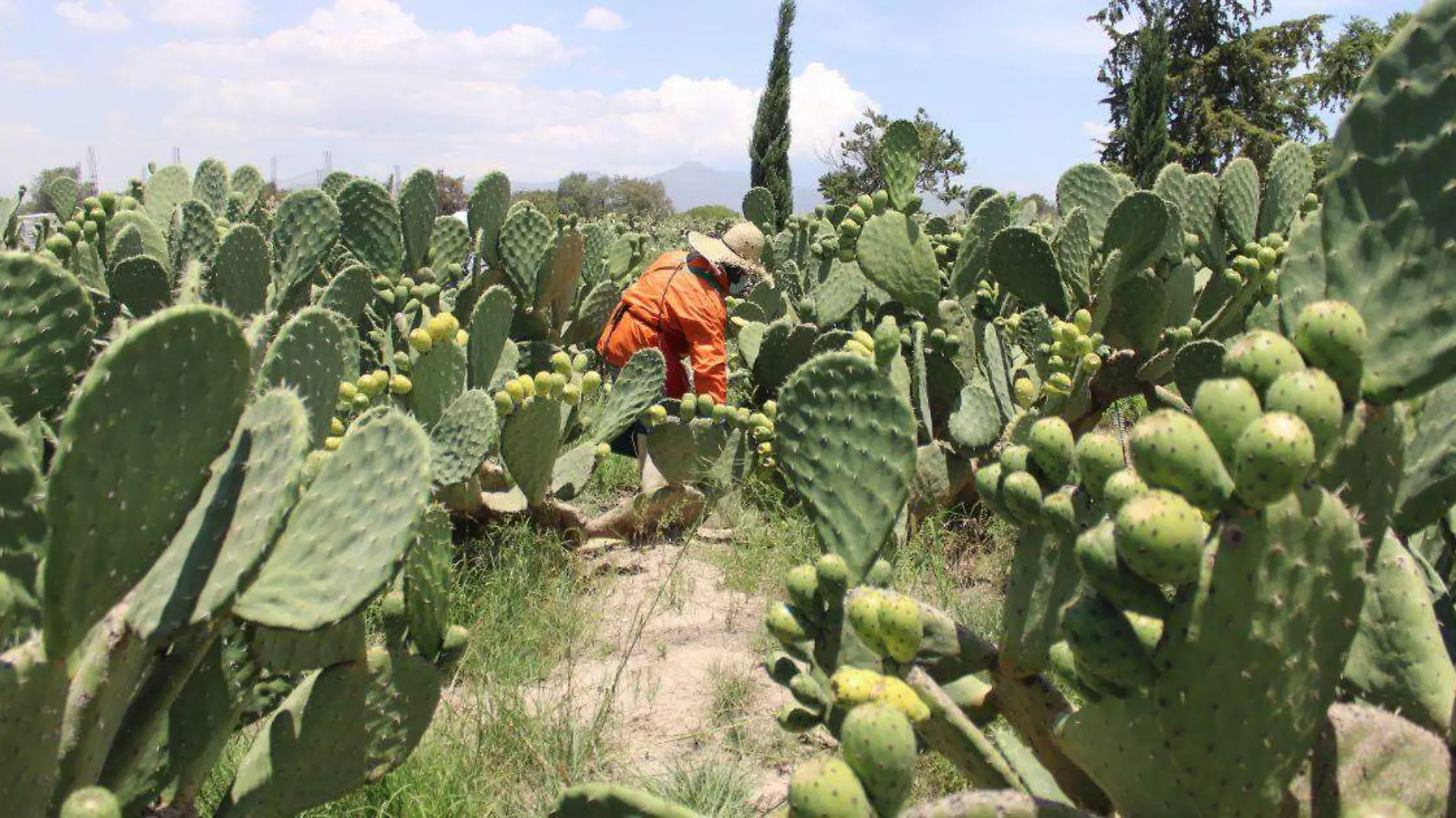 San Sebastián Villanueva, cuna de la tuna y el nopal en Puebla